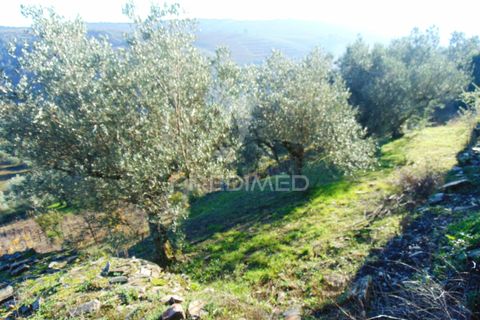 Helårsgrund i Vila Real, Vila Real, Vila Real - € 35.000 | Ref: 041645 - foto 1