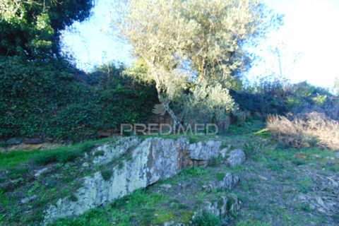 Helårsgrund i Vila Real, Vila Real, Vila Real - € 35.000 | Ref: 041645 - foto 12
