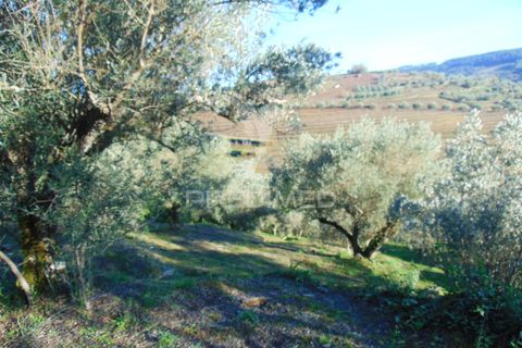 Helårsgrund i Vila Real, Vila Real, Vila Real - € 35.000 | Ref: 041645 - foto 14