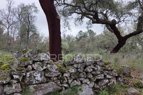 Farm hus i Castelo de Vide, Portalegre, Castelo de Vide - € 75.000 | Ref: 042997 - foto 5