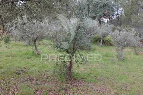 Farm hus i Castelo de Vide, Portalegre, Castelo de Vide - € 75.000 | Ref: 042997 - foto 20