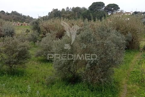 Byhus i Abrantes, Santarem, Abrantes - € 17.000 | Ref: 043737 - foto 20