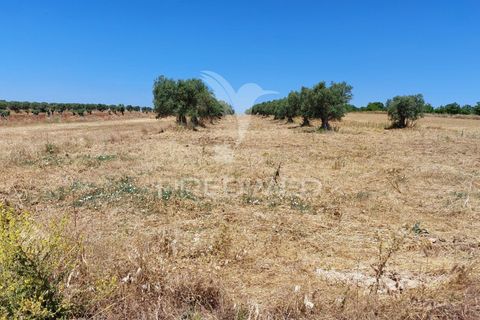 Helårsgrund i Beja, Beja, Beja - € 35.000 | Ref: 045417 - foto 3