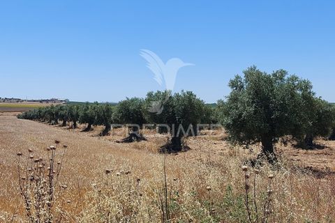 Helårsgrund i Beja, Beja, Beja - € 35.000 | Ref: 045417 - foto 8