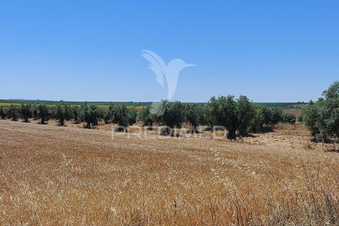 Helårsgrund i Beja, Beja, Beja - € 35.000 | Ref: 045417 - foto 10