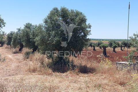 Helårsgrund i Beja, Beja, Beja - € 35.000 | Ref: 045417 - foto 11