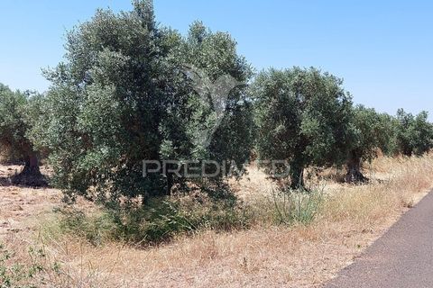 Helårsgrund i Beja, Beja, Beja - € 35.000 | Ref: 045417 - foto 12