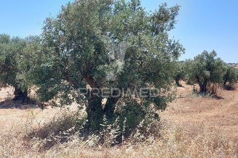 Helårsgrund i Beja, Beja, Beja - € 35.000 | Ref: 045417 - foto 14