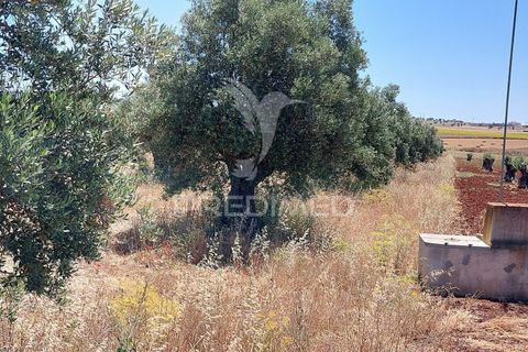 Helårsgrund i Beja, Beja, Beja - € 35.000 | Ref: 045417 - foto 15