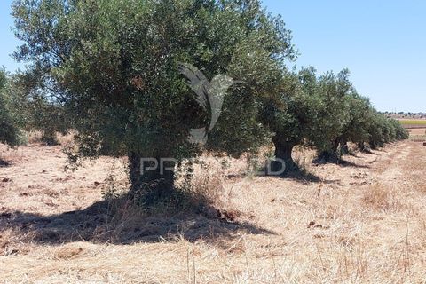 Helårsgrund i Beja, Beja, Beja - € 35.000 | Ref: 045417 - foto 17