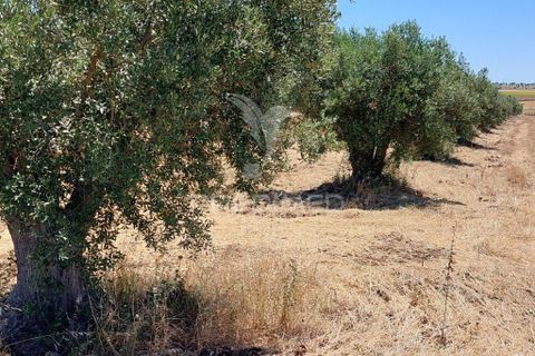 Helårsgrund i Beja, Beja, Beja - € 35.000 | Ref: 045417 - foto 18