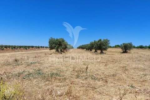 Helårsgrund i Beja, Beja, Beja - € 35.000 | Ref: 045417 - foto 19