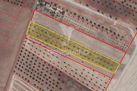Helårsgrund i Beja, Beja, Beja - € 35.000 | Ref: 045417 - foto 21