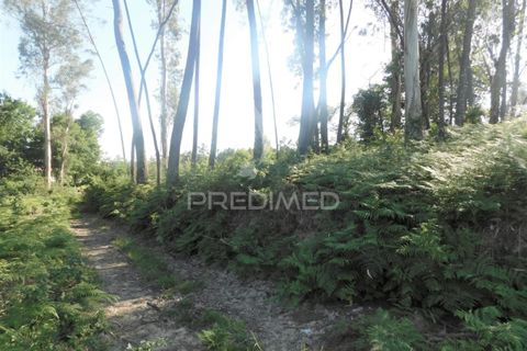 Helårsgrund i Vila Verde, Braga, Vila Verde - € 17.000 | Ref: 045517 - foto 5