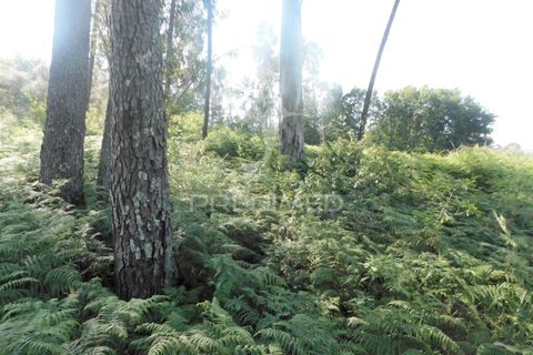 Helårsgrund i Vila Verde, Braga, Vila Verde - € 17.000 | Ref: 045517 - foto 6