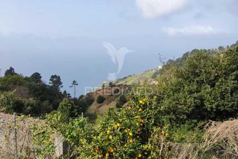 Byhus i Calheta, Madeira, Calheta - € 295.000 | Ref: 045552 - foto 4