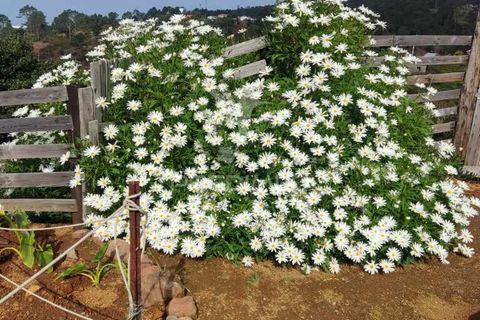 Byhus i Calheta, Madeira, Calheta - € 295.000 | Ref: 045552 - foto 7