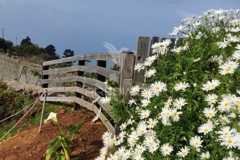Byhus i Calheta, Madeira, Calheta - € 295.000 | Ref: 045552 - foto 8