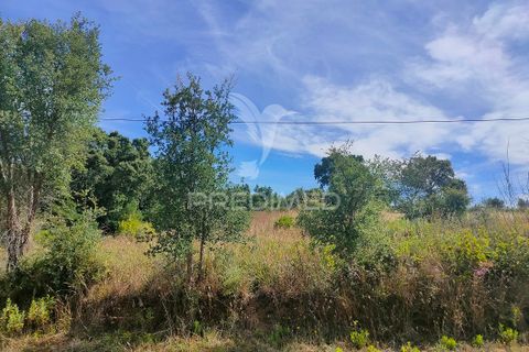 Helårsgrund i Tomar, Santarem, Tomar - € 5.000 | Ref: 046197 - foto 5