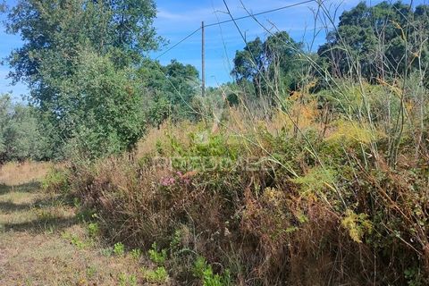 Helårsgrund i Tomar, Santarem, Tomar - € 5.000 | Ref: 046197 - foto 6