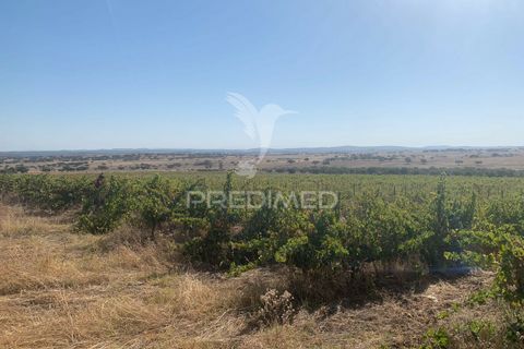 Terra a Mourao, Evora, Mourao - € 250.000 | Ref: 046576 - foto 2