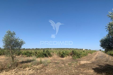Terra a Mourao, Evora, Mourao - € 250.000 | Ref: 046576 - foto 4