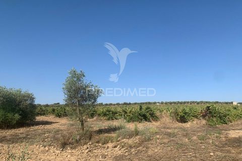 Terra a Mourao, Evora, Mourao - € 250.000 | Ref: 046576 - foto 5
