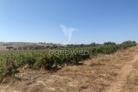 Terra a Mourao, Evora, Mourao - € 250.000 | Ref: 046576 - foto 7