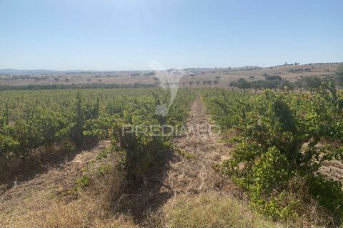 Terra a Mourao, Evora, Mourao - € 250.000 | Ref: 046576 - foto 8