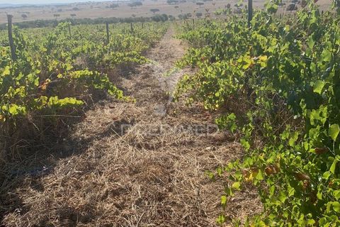 Terra a Mourao, Evora, Mourao - € 250.000 | Ref: 046576 - foto 10