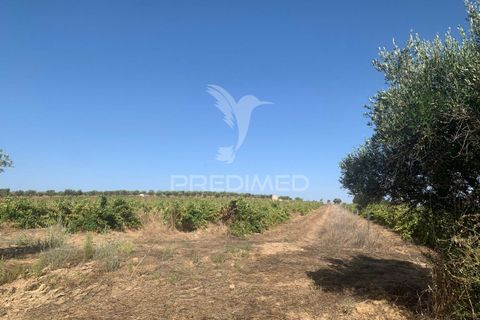 Terra a Mourao, Evora, Mourao - € 250.000 | Ref: 046576 - foto 11