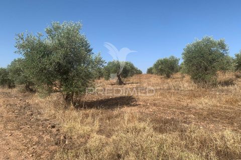Terra a Mourao, Evora, Mourao - € 250.000 | Ref: 046576 - foto 12