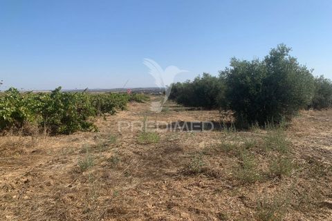 Terra a Mourao, Evora, Mourao - € 250.000 | Ref: 046576 - foto 13