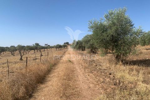 Terra a Mourao, Evora, Mourao - € 250.000 | Ref: 046576 - foto 15