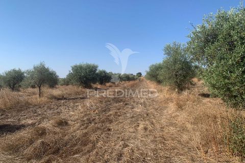 Terra a Mourao, Evora, Mourao - € 250.000 | Ref: 046576 - foto 21
