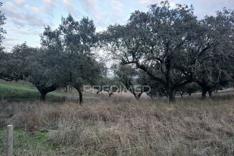 Terra a Alandroal, Evora, Alandroal - € 19.150 | Ref: 048492 - foto 10