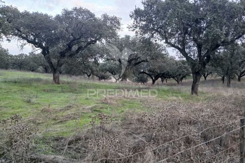 Terra a Alandroal, Evora, Alandroal - € 19.150 | Ref: 048492 - foto 13