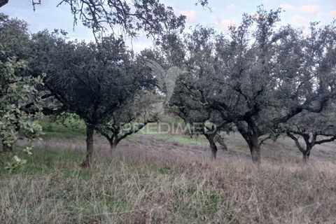 Terra a Alandroal, Evora, Alandroal - € 19.150 | Ref: 048492 - foto 14