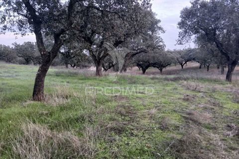 Terra a Alandroal, Evora, Alandroal - € 19.150 | Ref: 048492 - foto 15
