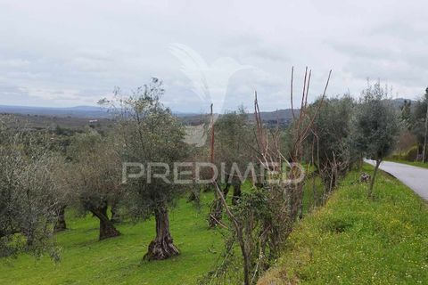 Terra a Castelo de Vide, Portalegre, Castelo de Vide - € 25.000 | Ref: 051256 - foto 4