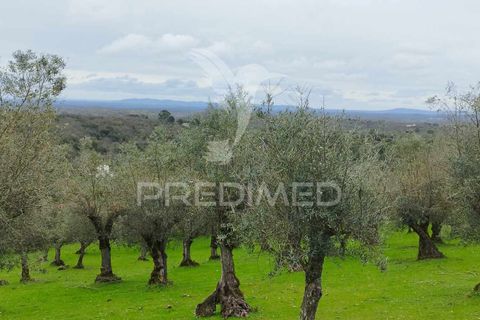 Terra a Castelo de Vide, Portalegre, Castelo de Vide - € 25.000 | Ref: 051256 - foto 5