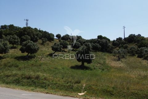 Terra a Alcanena, Santarem, Alcanena - € 7.500 | Ref: 051667 - foto 3