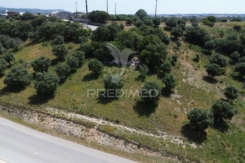 Terra a Alcanena, Santarem, Alcanena - € 7.500 | Ref: 051667 - foto 7