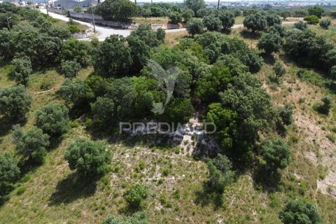 Terra a Alcanena, Santarem, Alcanena - € 7.500 | Ref: 051667 - foto 12