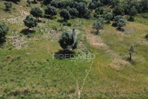Terra a Alcanena, Santarem, Alcanena - € 7.500 | Ref: 051667 - foto 14