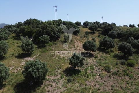 Terra a Alcanena, Santarem, Alcanena - € 7.500 | Ref: 051667 - foto 18