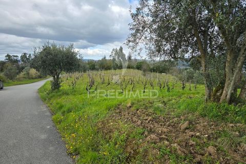 Helårsgrund i Coimbra, Coimbra, Coimbra - € 20.000 | Ref: 052441 - foto 1