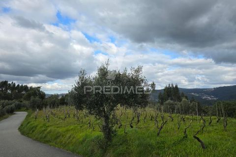 Helårsgrund i Coimbra, Coimbra, Coimbra - € 20.000 | Ref: 052441 - foto 3