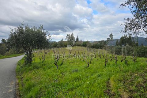 Helårsgrund i Coimbra, Coimbra, Coimbra - € 20.000 | Ref: 052441 - foto 13