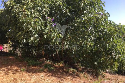 Byhus i Tomar, Santarem, Tomar - € 80.000 | Ref: 053761 - foto 6